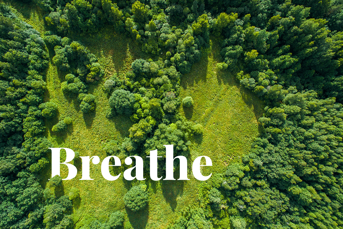 Breathe easy How trees are nature's aircleaning machines